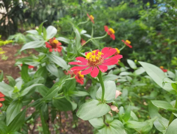 Zinnia Roja Jardín Hermosa Zinia Patio Hermosas Flores Zinnia Lecho — Foto de Stock