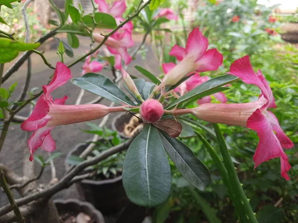 Розовый Цветок Пустынная Роза Тропический Цветок Pink Adenium — стоковое фото