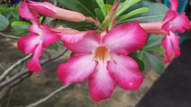 Pembe çiçekli çöl gülü. Tropik çiçek Pembe Adenyum 