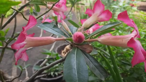 Рожева Квітка Заросла Тропічна Квітка Аденій — стокове відео