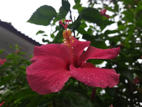 Flor Hibisco Rojo Con Gotas Lluvia Jardín Imagen Cerca Con — Foto de Stock