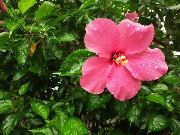 庭に雨滴と赤ハイビスカスの花 雨の森の中で水滴と赤いハイビスカスの花で画像を閉じます ロイヤリティフリーのストック画像