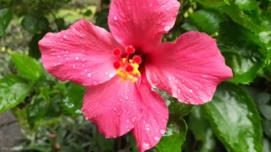 Bahçesinde yağmur damlaları olan kırmızı Hibiscus çiçeği. Yağmur ormanlarında su damlaları olan kırmızı amber çiçeğiyle yakın plan.