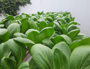 Bahçede hidrofonik Pakcoy sebzeleri var. Pakcoy 'un hidrofonik borusu. Hidrofonik sebze çiftliği. 