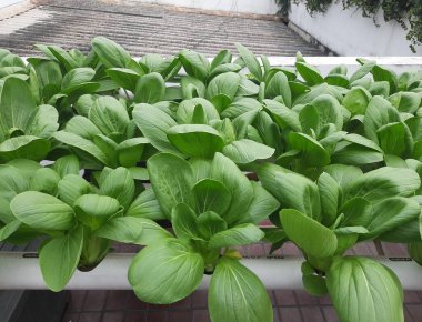 Bahçede hidrofonik Pakcoy sebzeleri var. Pakcoy 'un hidrofonik borusu. Hidrofonik sebze çiftliği. 