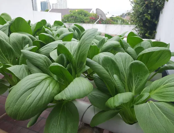 Hydroponic Pakcoy Vegetables Garden Pakcoy Hydroponic Pipe Hydroponic Vegetables Farm — Stock Photo, Image