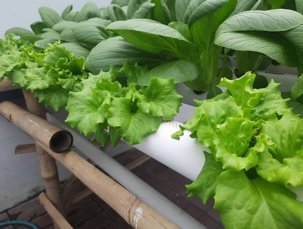 Green Pakcoy Lettuce Hydroponic Growing Pakcoy Bok Choy Lettuce Wick — Stock Photo, Image