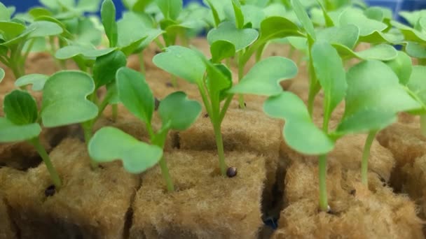 Baby Pakcoy Hydrocultuur Sla Kleine Planten Hydrocultuur — Stockvideo