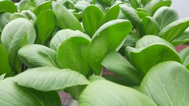 Légumes Pakcoy Hydroponiques Dans Jardin Pakcoy Dans Tuyau Hydroponique Ferme — Video