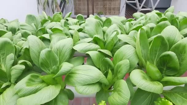 Légumes Pakcoy Hydroponiques Dans Jardin Pakcoy Dans Tuyau Hydroponique Ferme — Video
