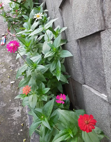 Verschiedene Zinnien Blühen Garten Blumengarten Sommer — Stockfoto