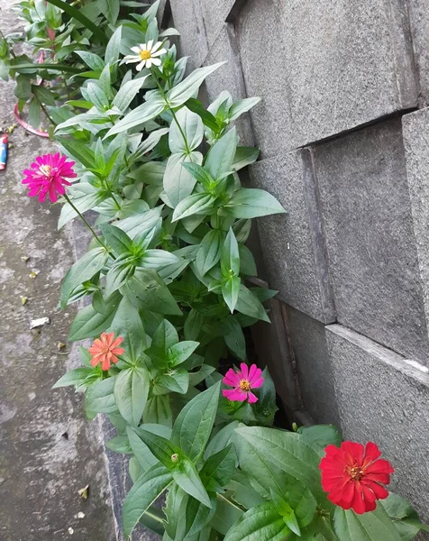 Verschiedene Zinnien Blühen Garten Blumengarten Sommer — Stockfoto