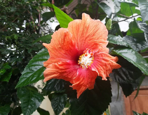 关闭花园中的橙红色芙蓉花 橙色芙蓉奇异的热带花 — 图库照片