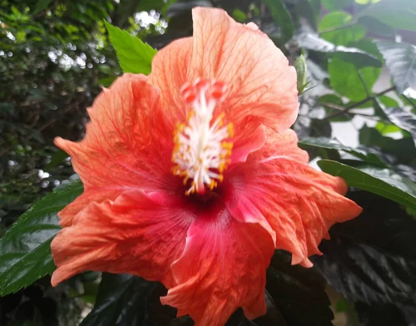 Zamknij Kwiat Hibiskusa Pomarańczowego Ogrodzie Pomarańczowy Hibiskus Egzotyczny Kwiat Tropikalny — Zdjęcie stockowe