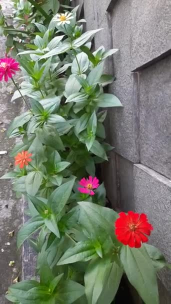 Diverses Fleurs Zinnia Dans Jardin Jardin Fleuri Été — Video