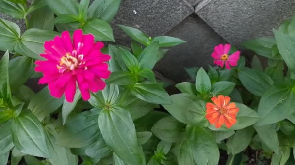 Várias Flores Zinnia Jardim Jardim Flores Verão — Vídeo de Stock