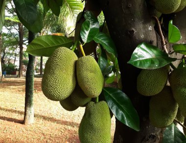 Brezilya meyvesi ağaçta asılı duruyor. Bahçede yeşil meyveler