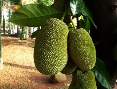 Brezilya meyvesi ağaçta asılı duruyor. Bahçede yeşil meyveler