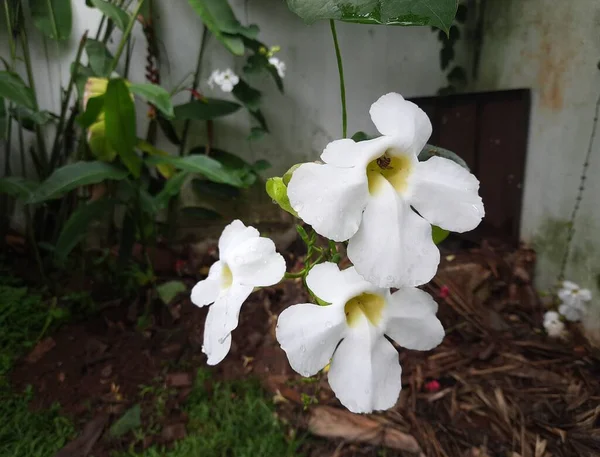 white Bengal trumpet flower aka Thunbergia grandiflora, Large-Flowered Thunbergia, Sky vine, Bengal-Trumpet, Bengal clock vine in the garden