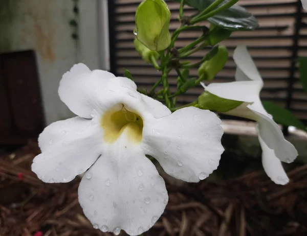 white Bengal trumpet flower aka Thunbergia grandiflora, Large-Flowered Thunbergia, Sky vine, Bengal-Trumpet, Bengal clock vine in the garden
