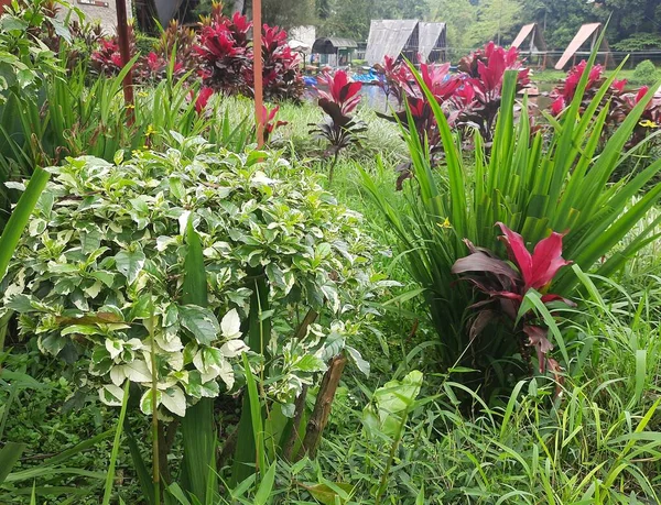 Beautifull Colorfull Plant Summer Garden — Stock Photo, Image