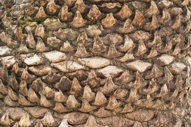 Ağaç kabuğu. Kabuk dokusu. Kusursuz ağaç kabuğu arka planı. Yaşlı ağacın gri dokusu.