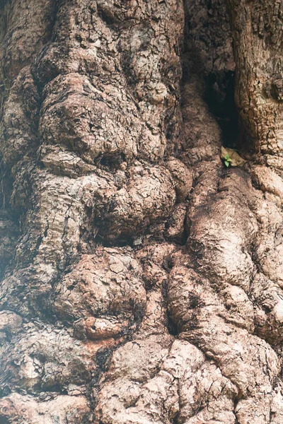 Kora Drzewa Tekstura Kory Bezszwowe Tło Kory Drzewa Szary Tekstura — Zdjęcie stockowe
