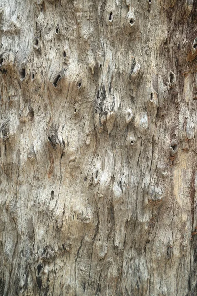 Casca Árvore Textura Casca Arvore Sem Costura Casca Fundo Textura — Fotografia de Stock