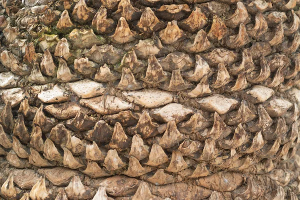 Træbark Teksturen Bark Problemfri Træ Bark Baggrund Grå Tekstur Det - Stock-foto