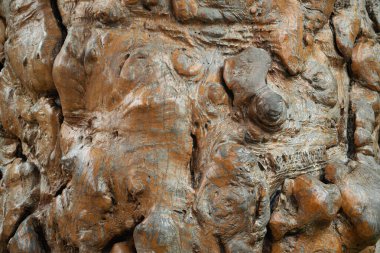 Ağaç kabuğu heykeli. Kabuk dokusu. Kusursuz ağaç kabuğu arka planı. Yaşlı ağacın kahverengi dokusu. 