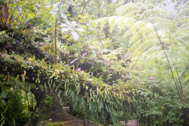 Tayland 'daki halka açık parkta güneş ışığı ve sisli büyük ağaçlar..