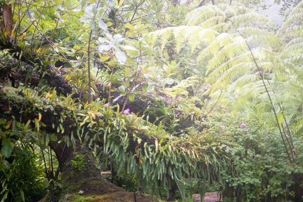 Большие Деревья Солнечным Светом Туманом Общественном Парке Таиланде — стоковое фото
