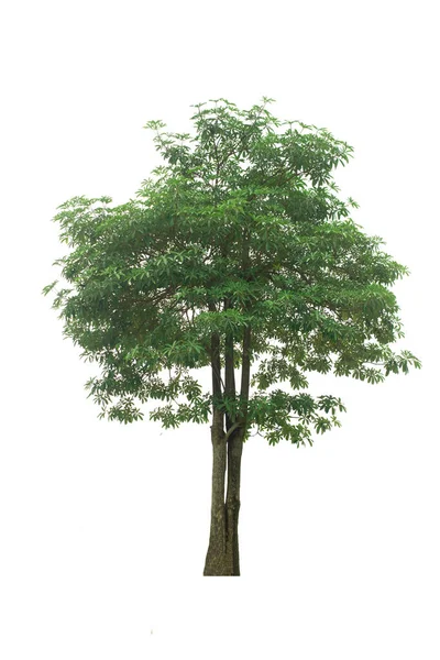 Дерево Ізольованому Вирізане Відсічним Контуром — стокове фото