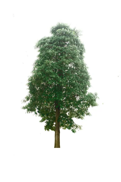 Strom Izolovaném Místě Vyříznutý Oříznutou Cestou — Stock fotografie