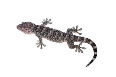 Gecko ya da Eublepharis macularius kırpma yolu ve tam derinlik ile beyaz zemin üzerinde izole. 