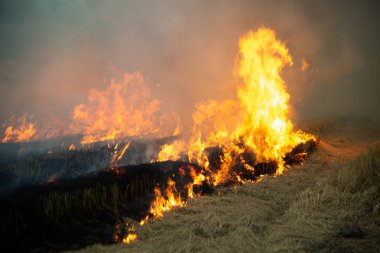 Tarlalarda, açık arazilerde, çiftçilerin yakıldığı yerlerde ateş ve duman yakmak çimleri ve kuru çeltik tarlalarını yok eder. Çevresel sorunlara ve hava kirliliğine neden olur.