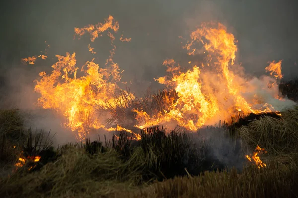 Burning Fire Smoke Fields Open Fields Farmers Burn Destroys Grass — Stock Photo, Image