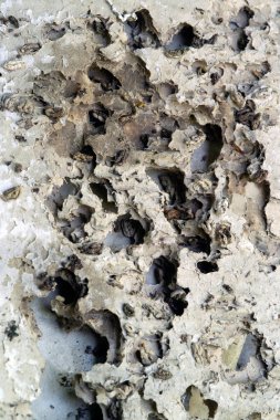 Beyaz karton termitler tarafından tahrip edildi..