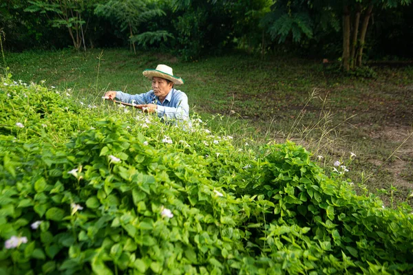 Gardener Asian Senior Male Worker Trimming Bushes Shrubs Steel Hedge — 스톡 사진