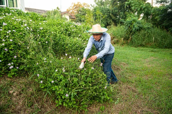 Tuinier Aziatische Senior Mannelijke Werknemer Trimmen Struiken Struiken Met Stalen — Stockfoto