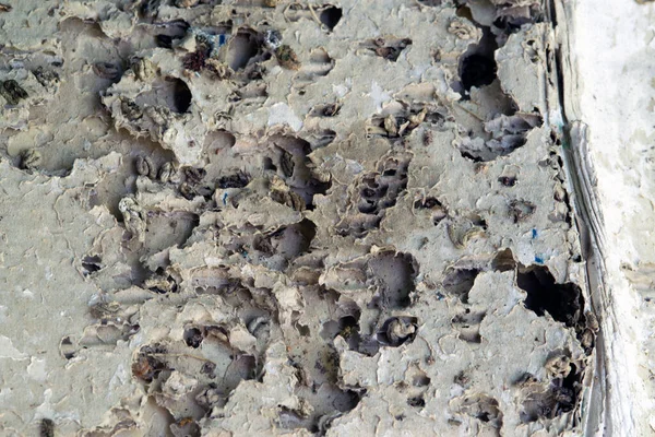 White Cardboard Destroyed Termites — стоковое фото