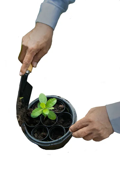 Gros Plan Main Homme Plantant Une Plante Dans Pot Extérieur — Photo