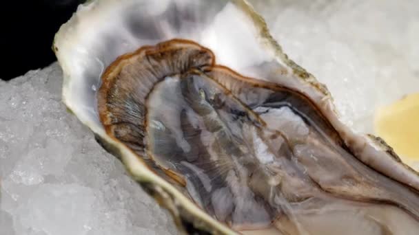 Oyster Delicacy Beautifully Presented Platter Oyster Sauce Ice Fresh Lemon — Stock video
