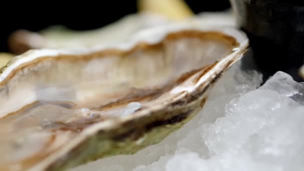 Oyster Delicacy Beautifully Presented Platter Oyster Sauce Ice Fresh Lemon — Stok video
