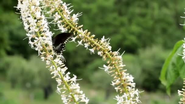 Mariposa cola de golondrina — Vídeo de stock