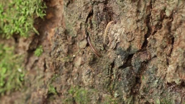 Millipèdes sur l'arbre — Video