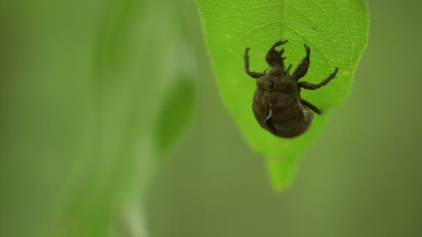 Cicada шкіри — стокове відео