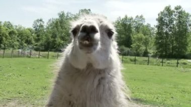 lama