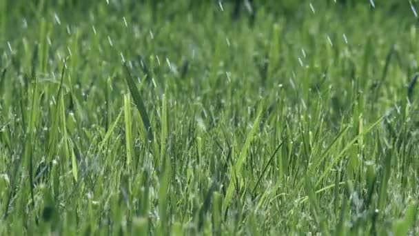 Herbe pluviale 