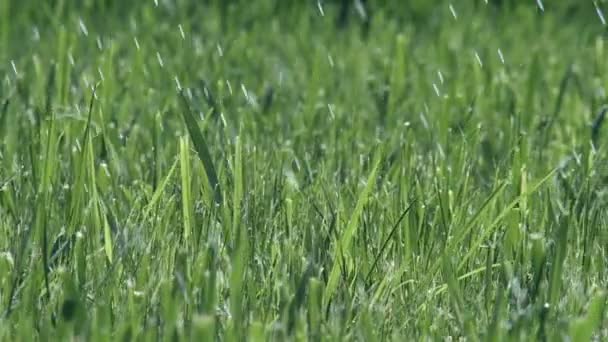 Hierba de lluvia — Vídeos de Stock